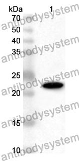 Anti-Human DDX39B/BAT1/UAP56 Polyclonal Antibody