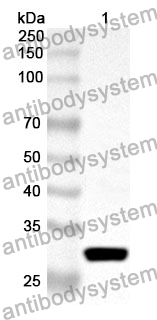 Anti-BLMH Polyclonal Antibody