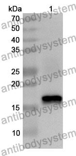 Anti-BMPR2 Polyclonal Antibody