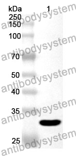 Anti-PTK6 Polyclonal Antibody