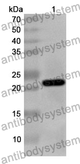 Anti-CAPS Polyclonal Antibody