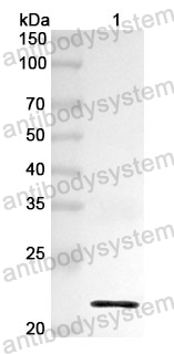 Anti-RUNX2 Polyclonal Antibody