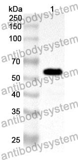 Anti-NFYC Polyclonal Antibody