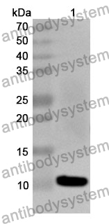 Anti-CEACAM7 Polyclonal Antibody