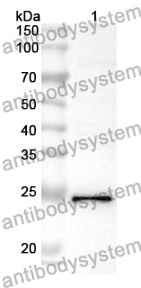 Anti-IL16 Polyclonal Antibody