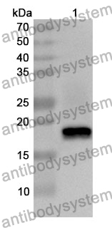 Anti-COTL1 Polyclonal Antibody