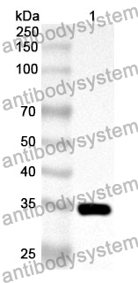 Anti-Human SEPTIN6 Polyclonal Antibody