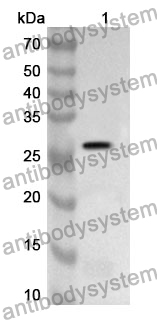 Anti-MPP2 Polyclonal Antibody