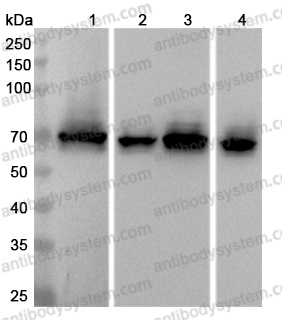 Anti-CRMP1 Polyclonal Antibody