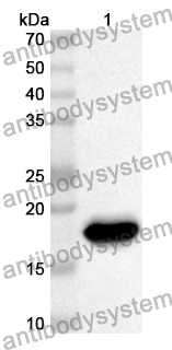 Anti-Human MRPL58 Polyclonal Antibody