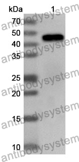 Anti-Human EIF4A2 Polyclonal Antibody