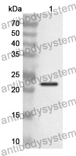 Anti-ADGRE1/EMR1 Polyclonal Antibody