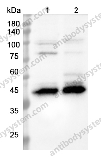 Anti-GAMT Polyclonal Antibody