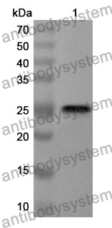 Anti-Human CSHL1 Polyclonal Antibody