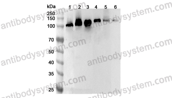 Anti-Human CAPRIN1 Polyclonal Antibody