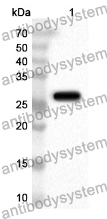 Anti-BECN1 Polyclonal Antibody