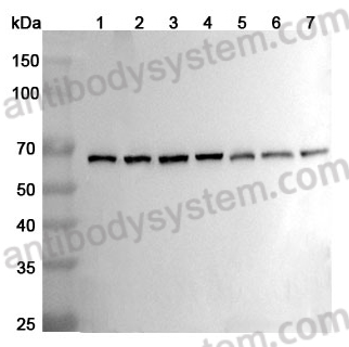 Anti-BECN1 Polyclonal Antibody