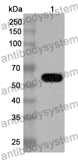 Anti-Human SPARCL1 Polyclonal Antibody