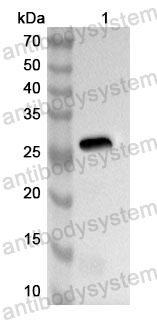 Anti-Human HNF4G Polyclonal Antibody