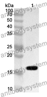 Anti-Human IRF3 Polyclonal Antibody