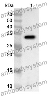 Anti-MVP Polyclonal Antibody