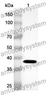 Anti-Human MTF1 Polyclonal Antibody