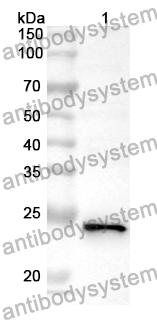 Anti-Human NR1D2 Polyclonal Antibody