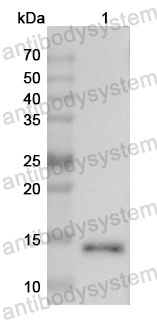 Anti-PCLAF Polyclonal Antibody