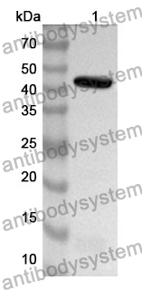 Anti-SETDB1 Polyclonal Antibody