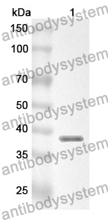 Anti-PON3 Polyclonal Antibody