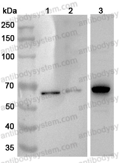 Anti-Human NONO Polyclonal Antibody