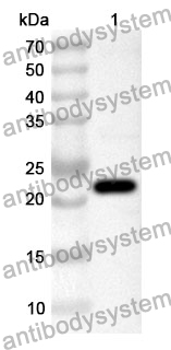 Anti-Human RHEB Polyclonal Antibody