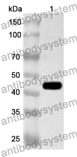 Anti-Human SF3B3 Polyclonal Antibody