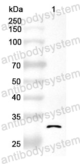 Anti-RPS6KA1 Polyclonal Antibody