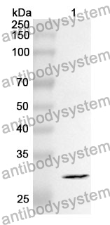 Anti-RGN Polyclonal Antibody