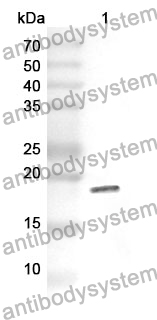 Anti-SPA17 Polyclonal Antibody