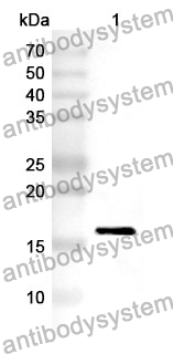 Anti-TAF13 Polyclonal Antibody