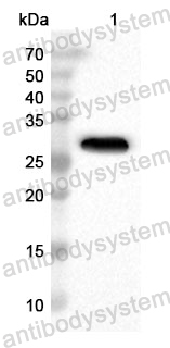 Anti-Human TEAD2 Polyclonal Antibody