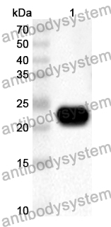 Anti-Human ELAVL1 Polyclonal Antibody