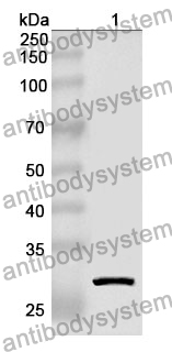 Anti-TAB1 Polyclonal Antibody