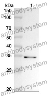 Anti-MAPK11 Polyclonal Antibody