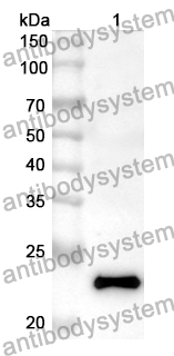 Anti-Human EFNB3 Polyclonal Antibody