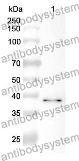 Anti-SMAD2 Polyclonal Antibody