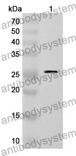 Anti-SMAD1 Polyclonal Antibody