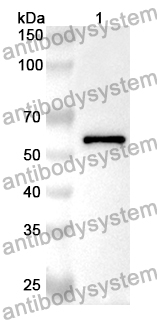 Anti-Human STXBP2 Polyclonal Antibody