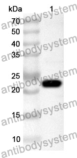 Anti-Human VAMP3 Polyclonal Antibody