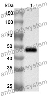 Anti-Human SEPTIN7 Polyclonal Antibody