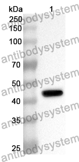 Anti-ADRM1 Polyclonal Antibody