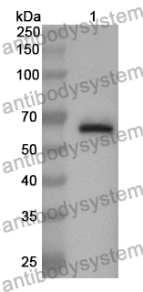 Anti-NFE2L2 Polyclonal Antibody