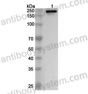 Anti-Human LAMA4 Polyclonal Antibody